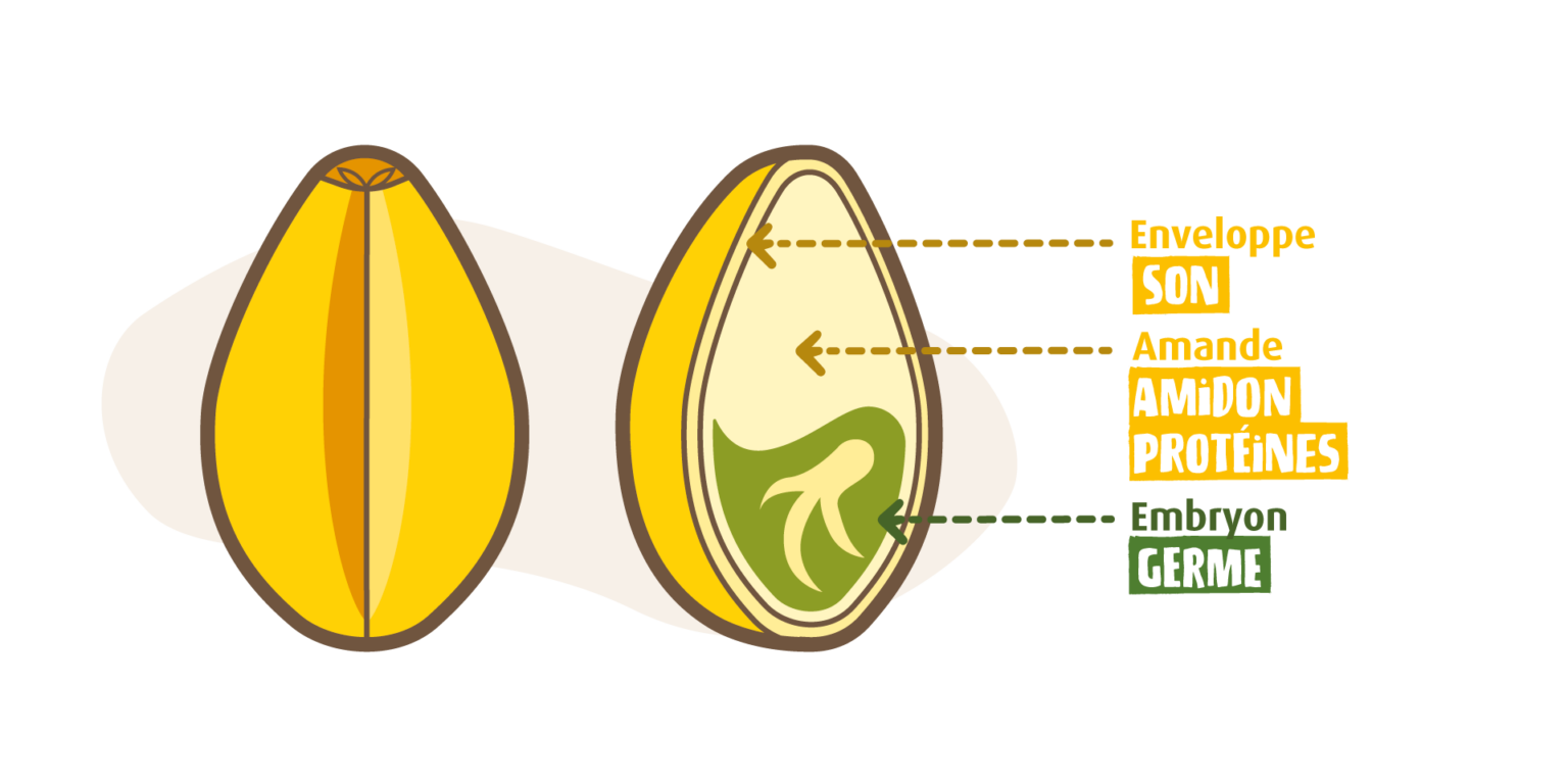 Les germes Du Végétal aux Ingrédients